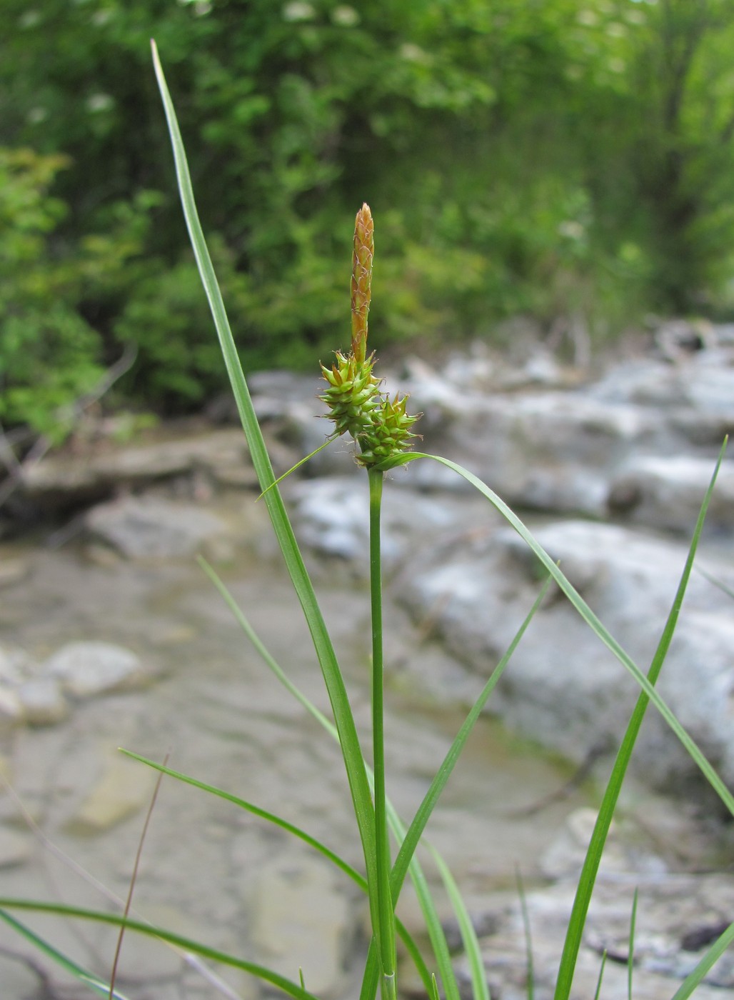 Image of Carex diluta specimen.