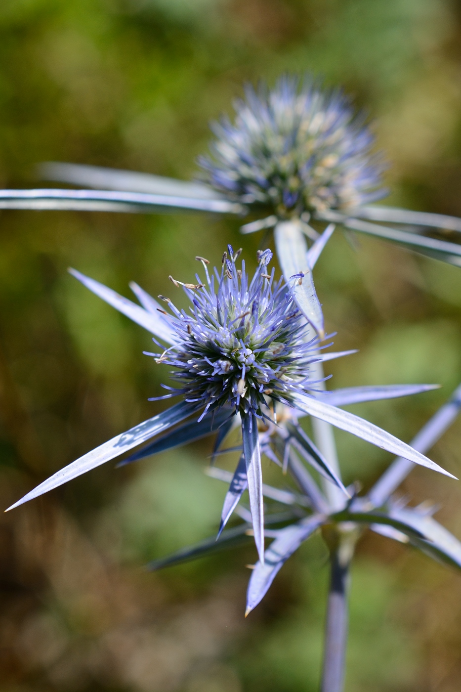 Image of Eryngium caeruleum specimen.