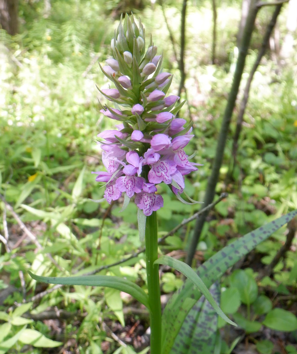 Изображение особи Dactylorhiza baltica.