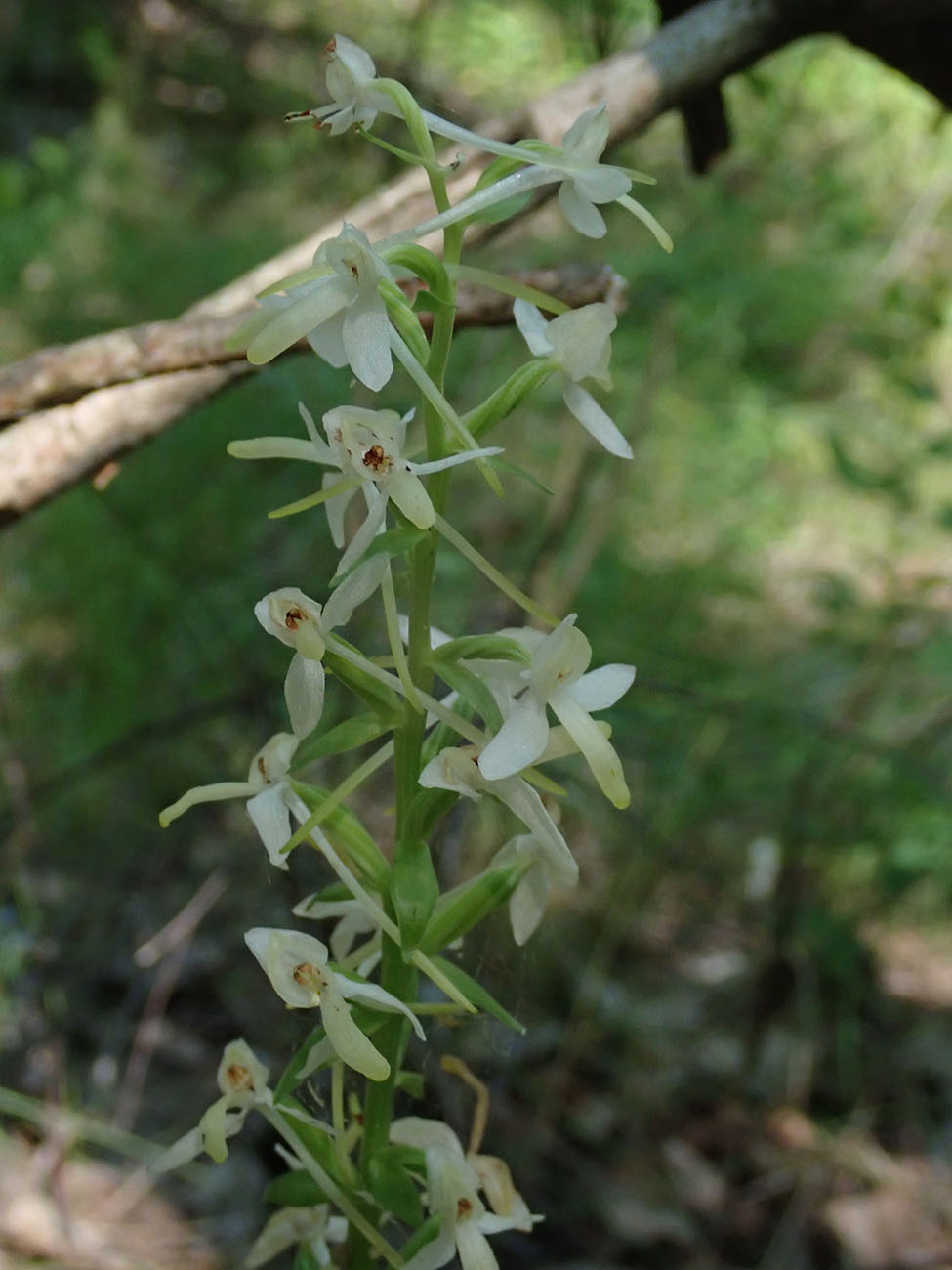 Изображение особи Platanthera bifolia.