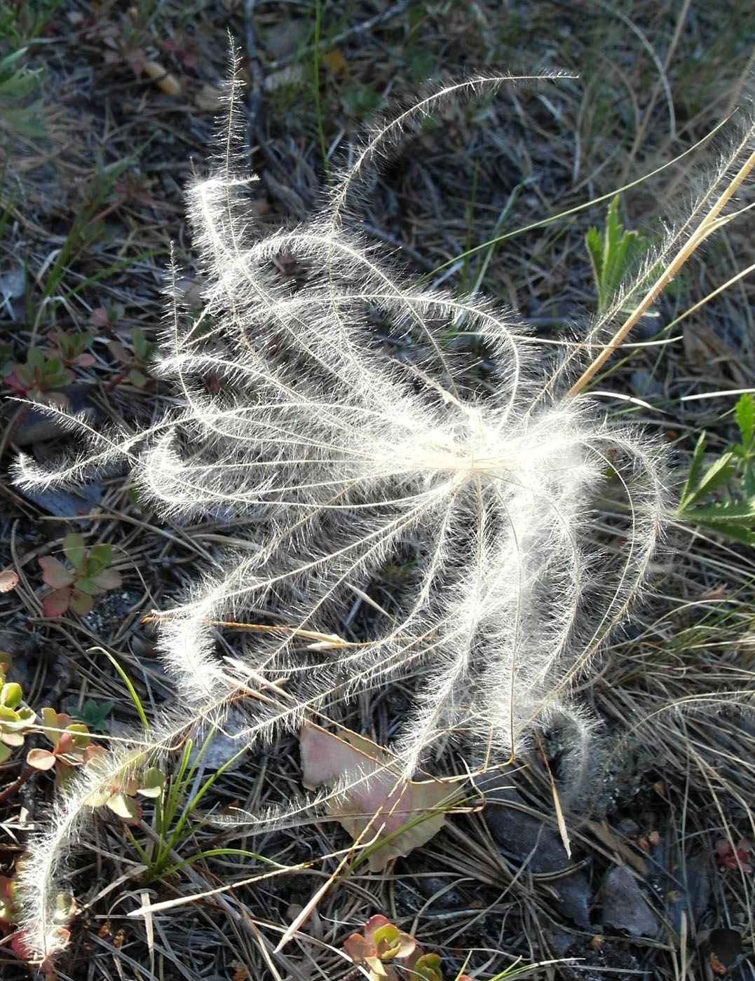 Изображение особи род Stipa.