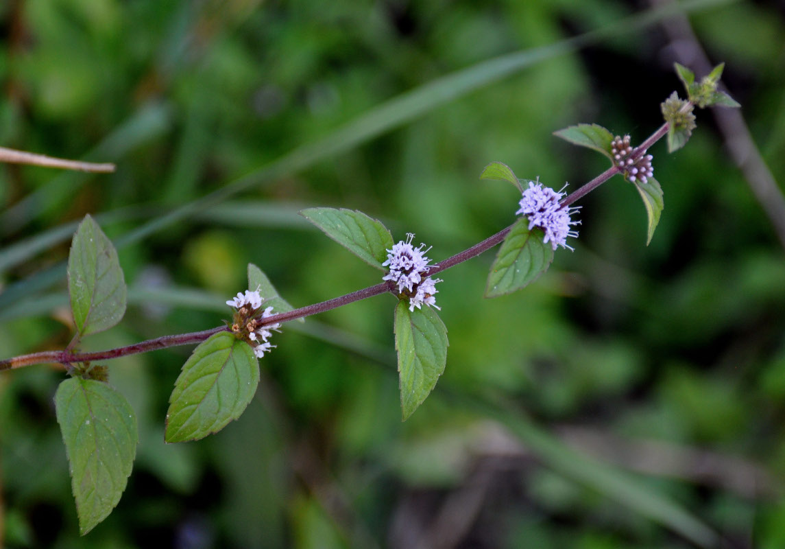 Изображение особи Mentha arvensis.