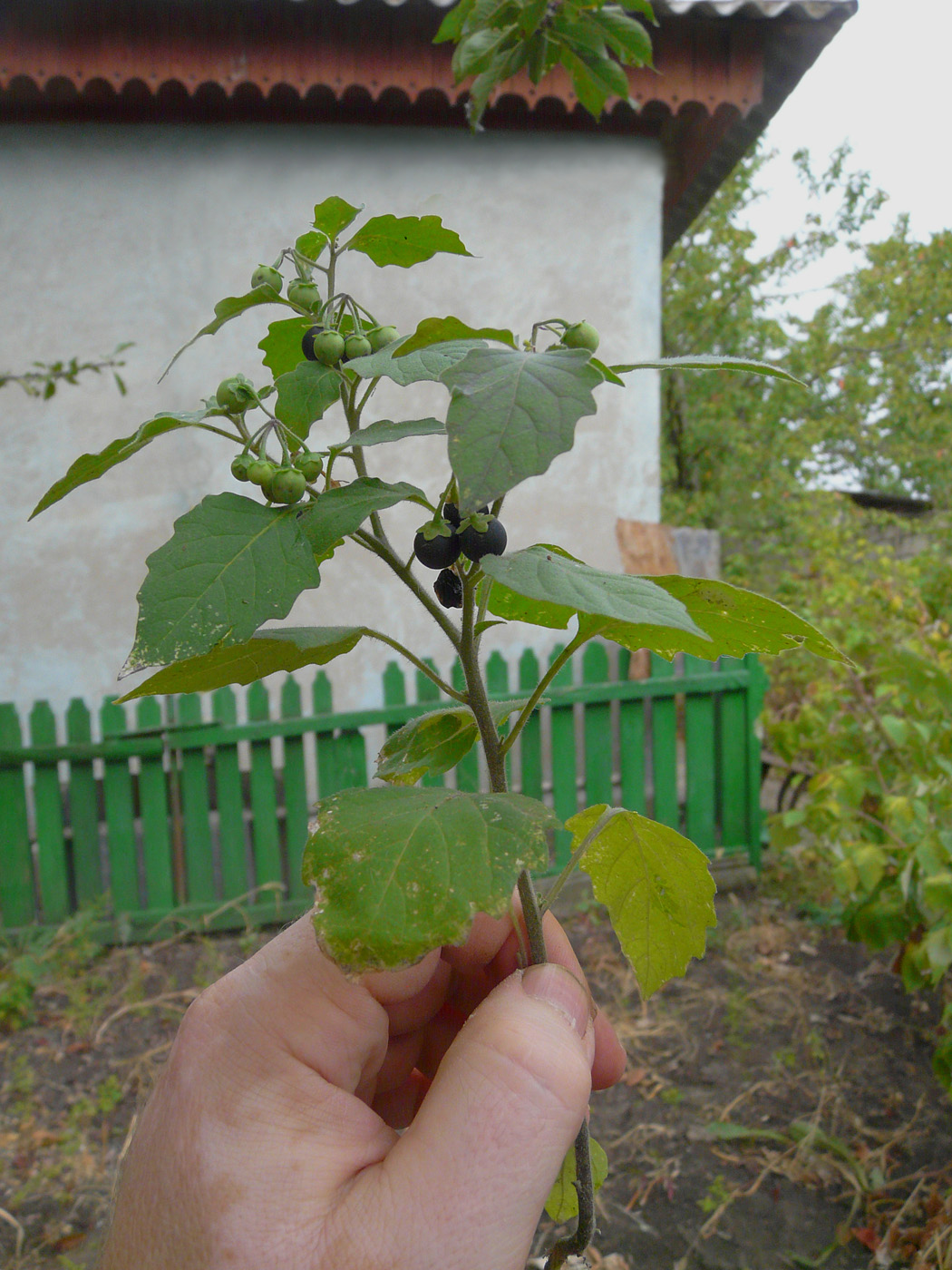 Image of Solanum nigrum specimen.