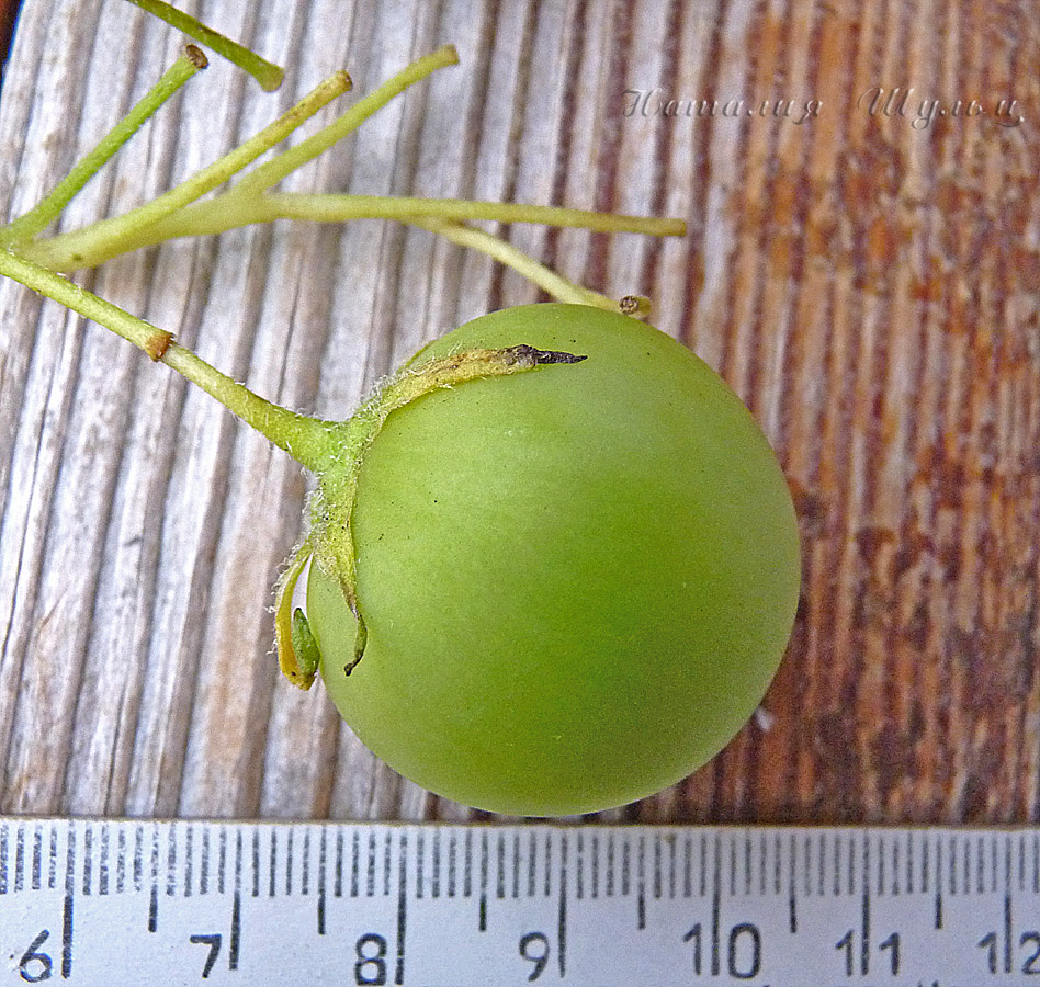 Image of Solanum tuberosum specimen.