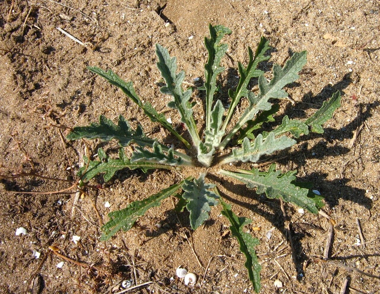 Изображение особи Verbascum purpureum.