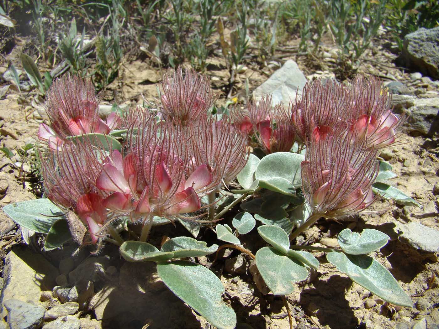 Image of Hedysarum acutifolium specimen.