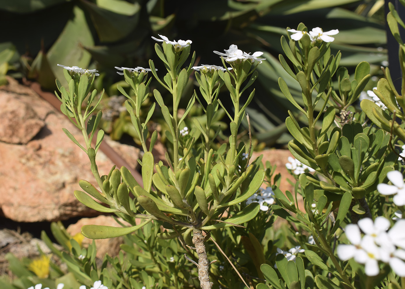 Image of Iberis semperflorens specimen.