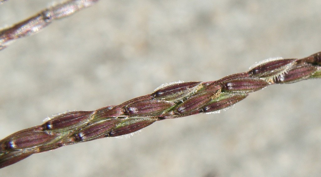 Изображение особи Digitaria sanguinalis.