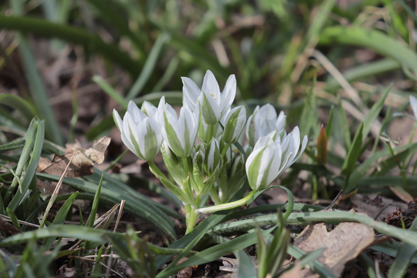 Image of Ornithogalum fimbriatum specimen.