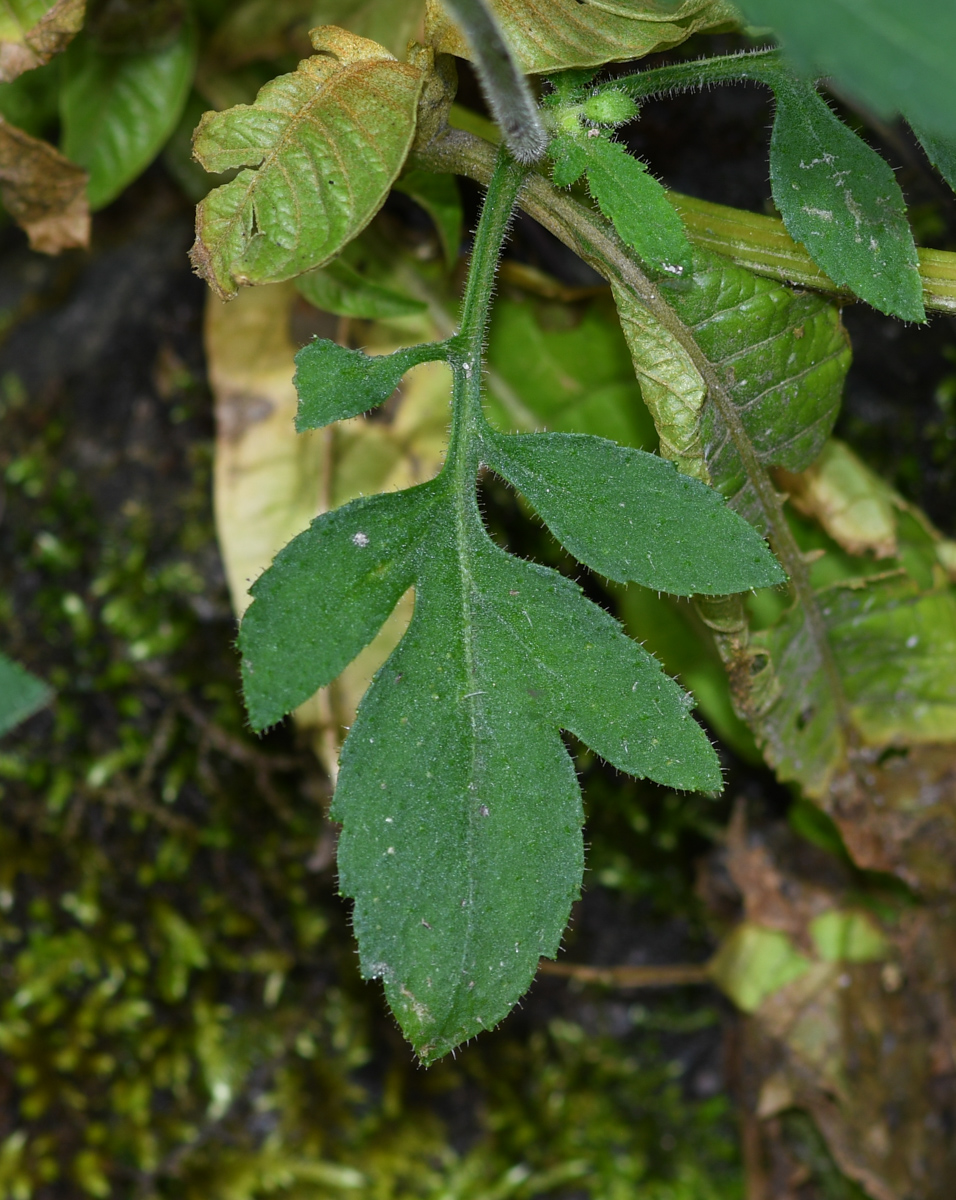 Image of Calceolaria tripartita specimen.