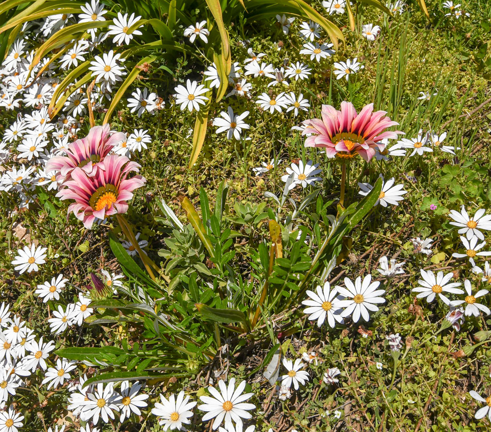 Изображение особи Gazania &times; hybrida.