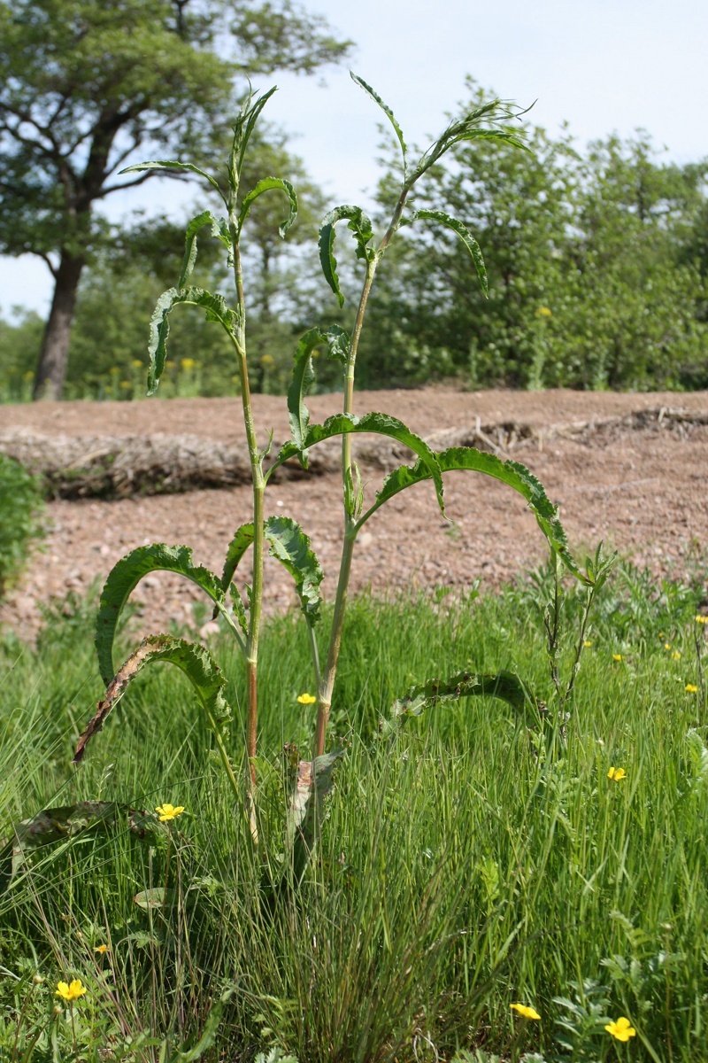 Image of Rumex crispus specimen.