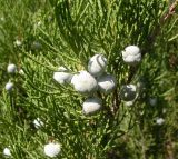 Juniperus sabina. Ветвь с недозрелыми шишками. Юго-Восточный Казахстан, долина р. Шарын, 20 августа 2007 г.