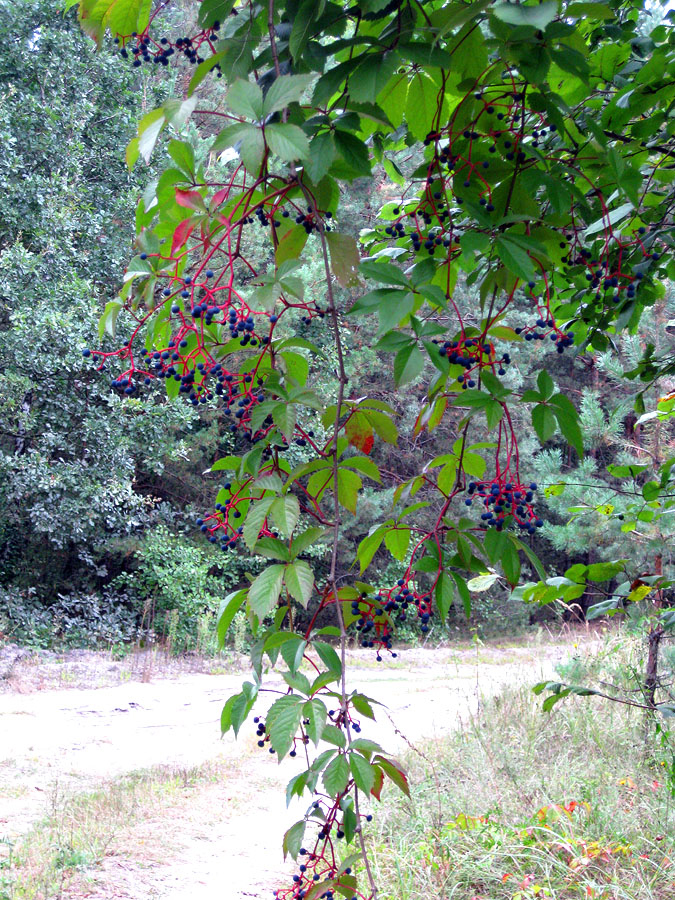 Image of Parthenocissus quinquefolia specimen.