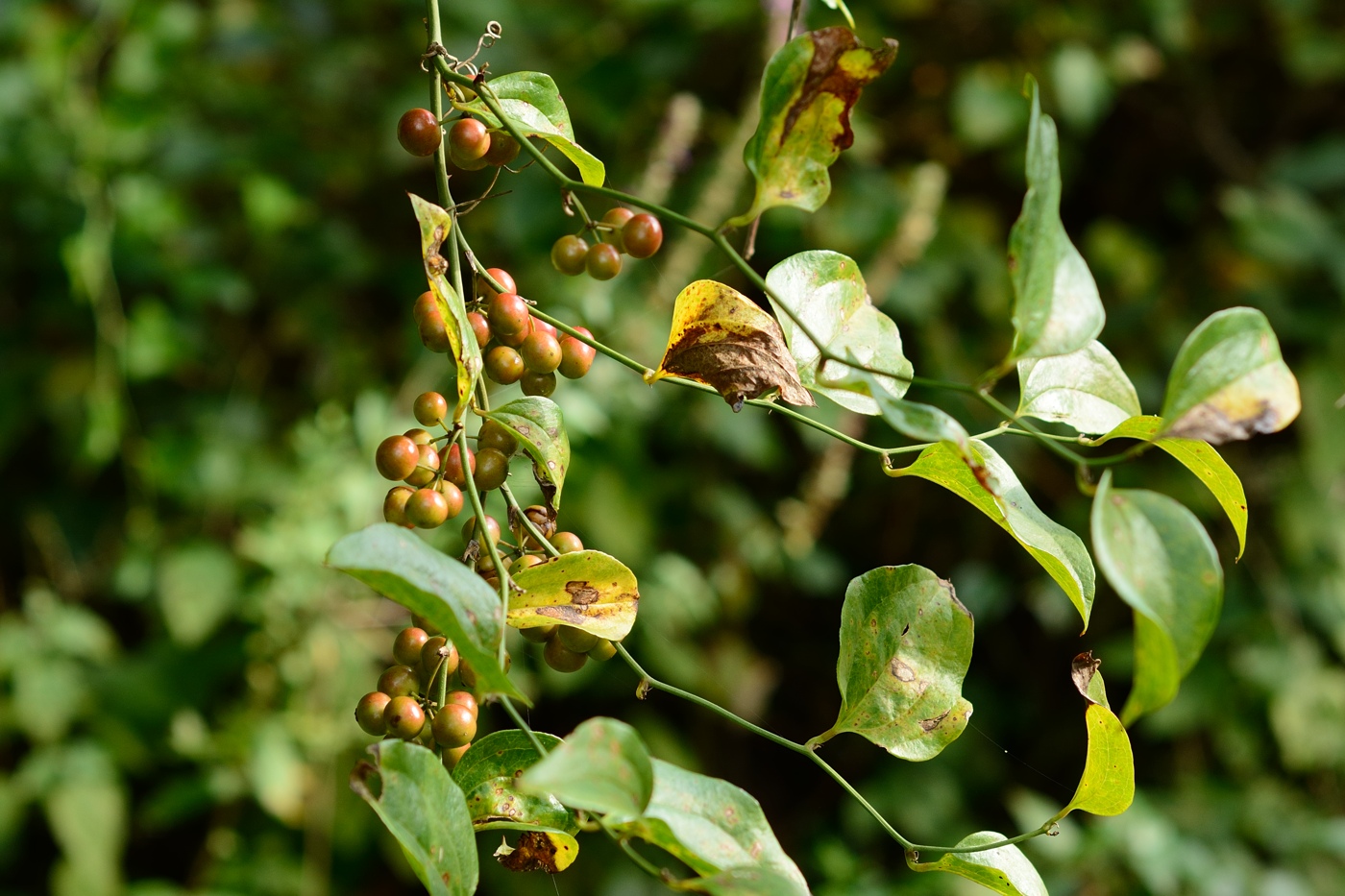 Image of Smilax excelsa specimen.