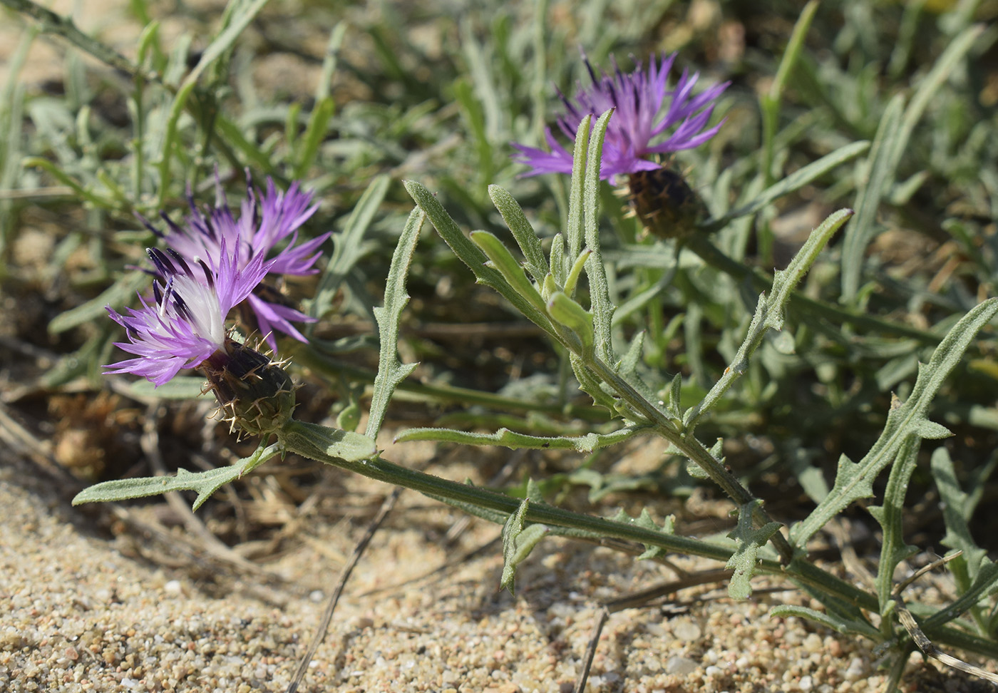 Изображение особи Centaurea aspera.