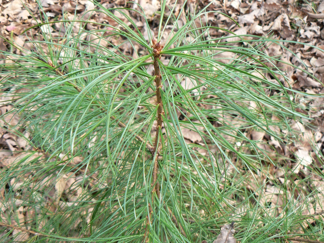 Image of Pinus koraiensis specimen.