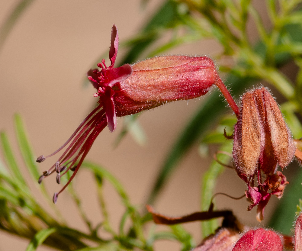 Изображение особи Erythrophysa transvaalensis.