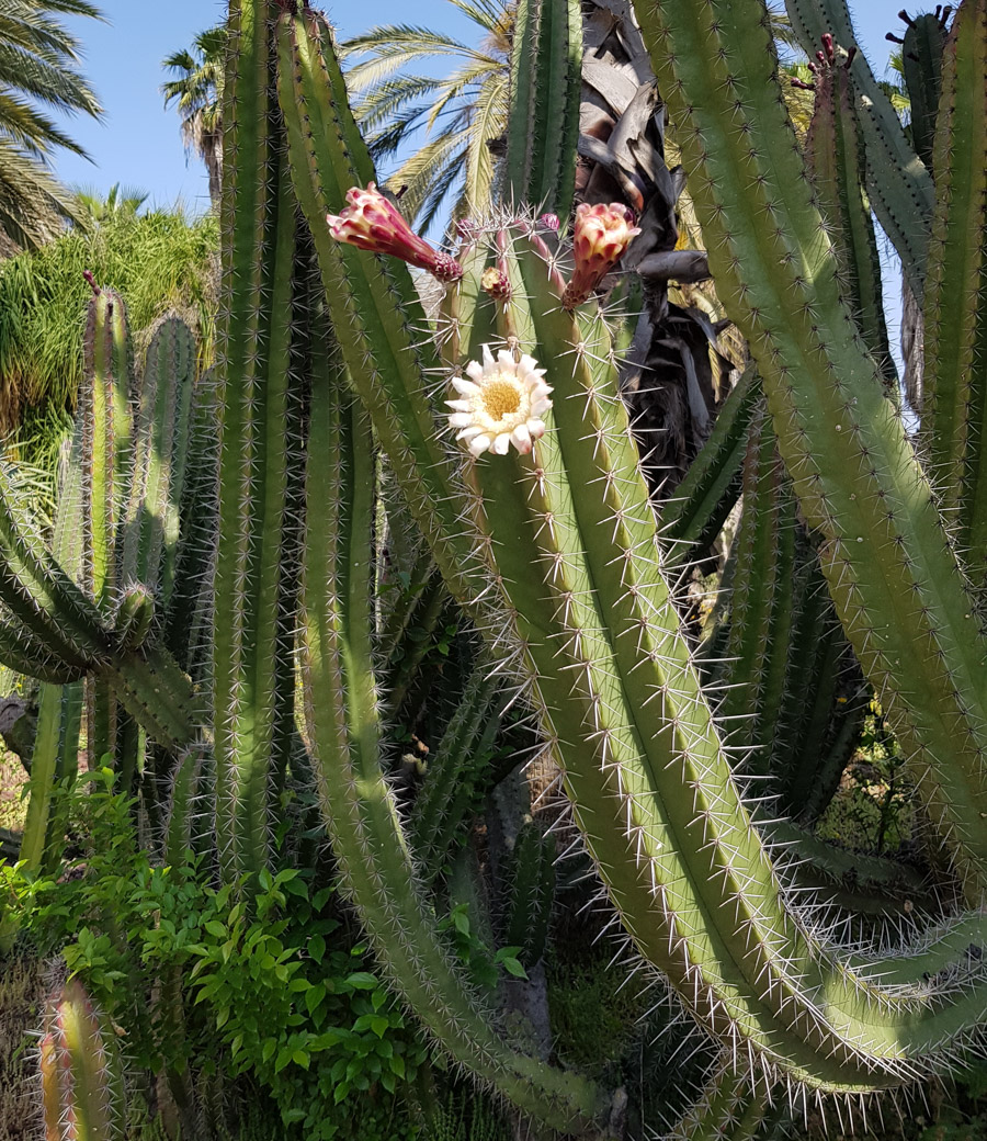 Image of genus Cereus specimen.