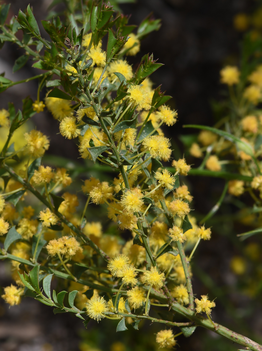 Изображение особи Acacia truncata.