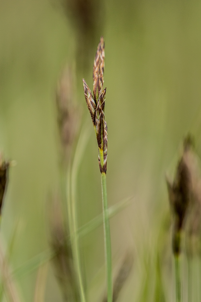 Image of Carex praecox specimen.