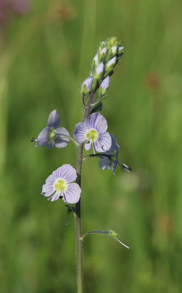 Image of genus Veronica specimen.