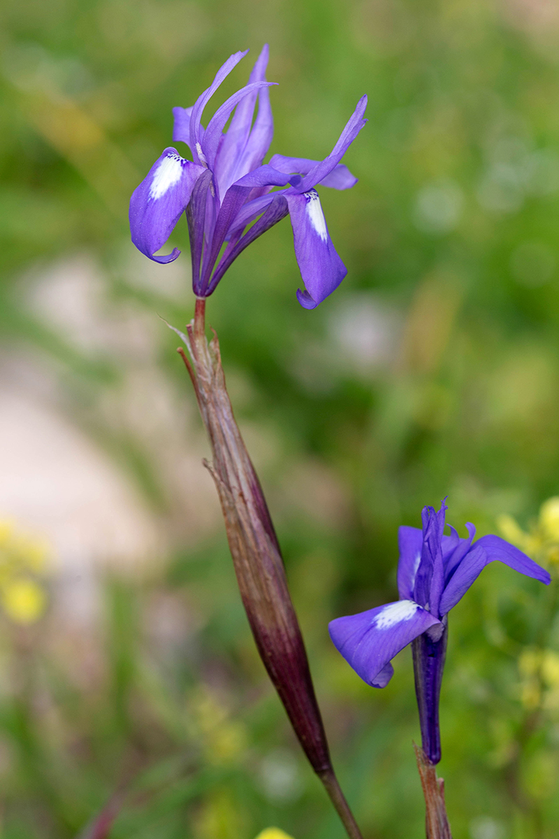 Image of Moraea sisyrinchium specimen.