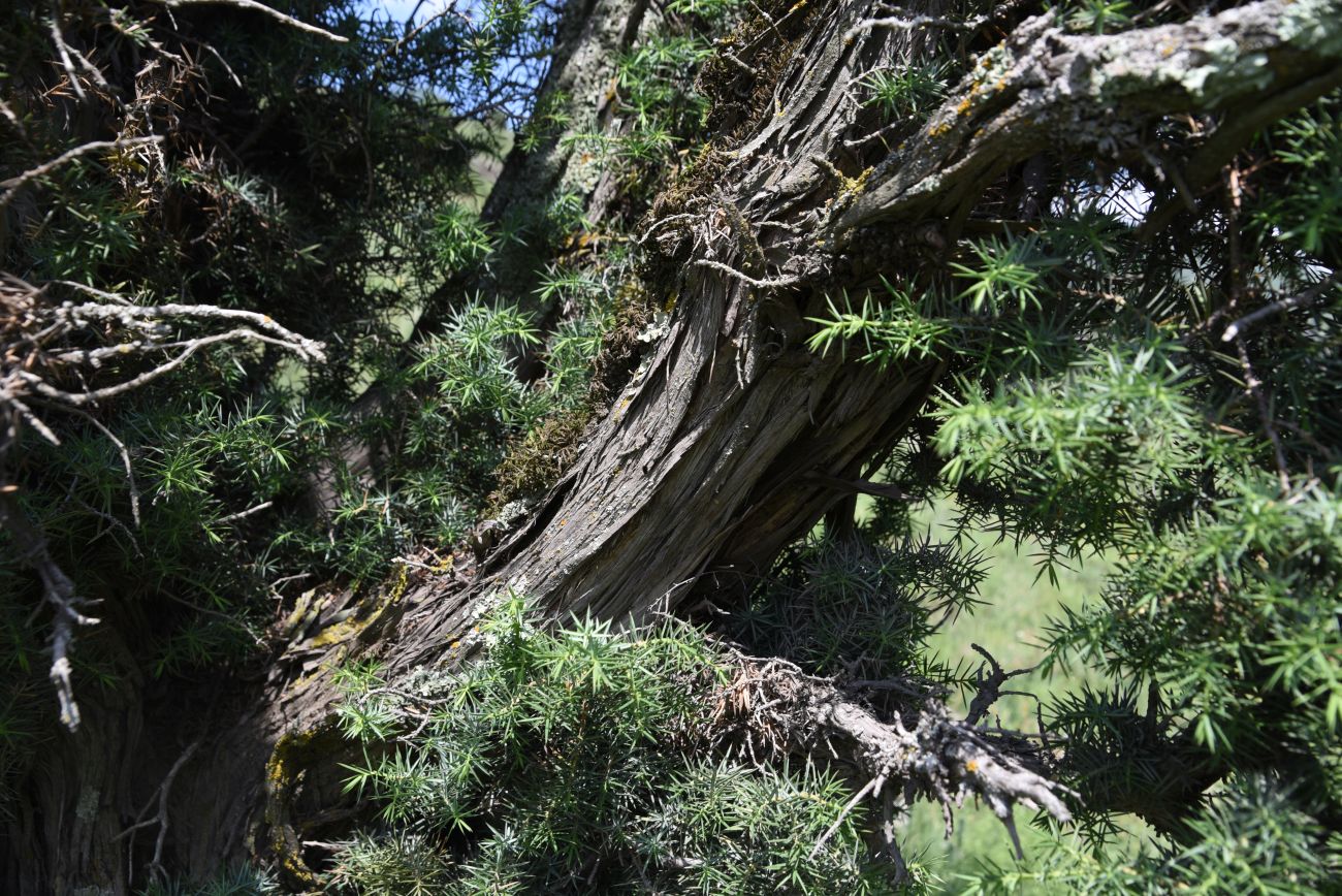 Image of Juniperus oblonga specimen.