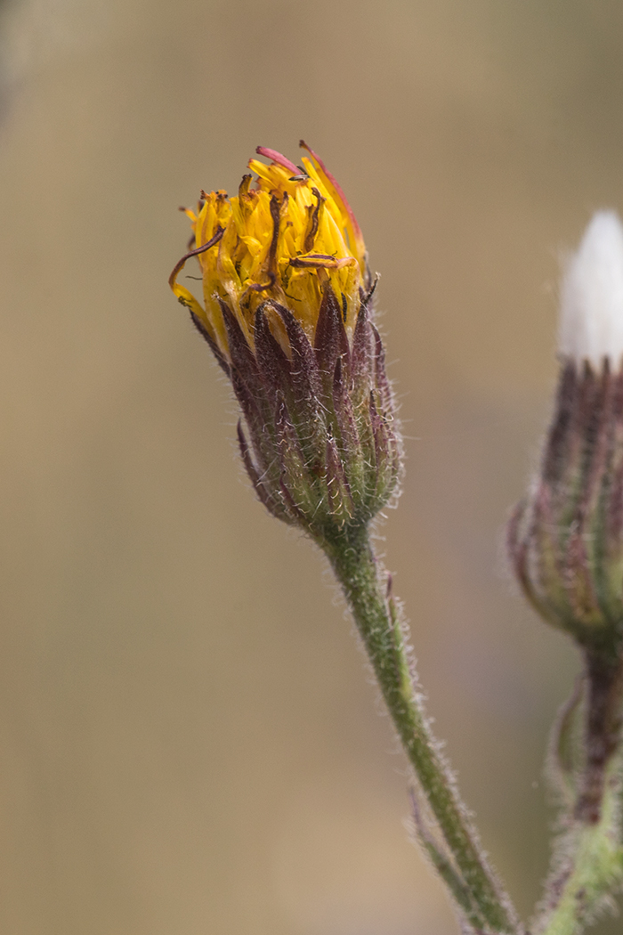 Image of Crepis rhoeadifolia specimen.