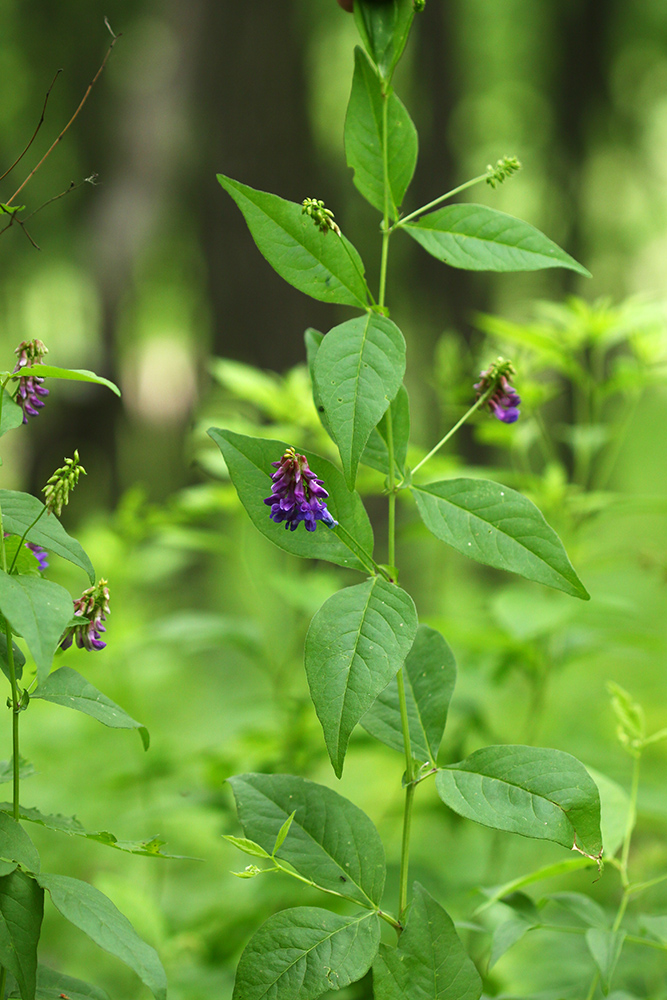 Изображение особи Vicia unijuga.