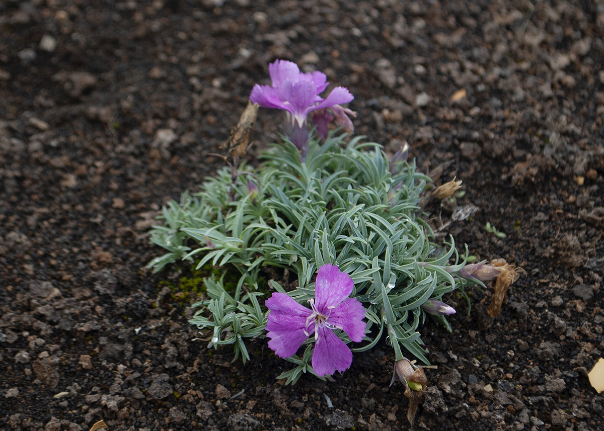 Изображение особи Dianthus repens.