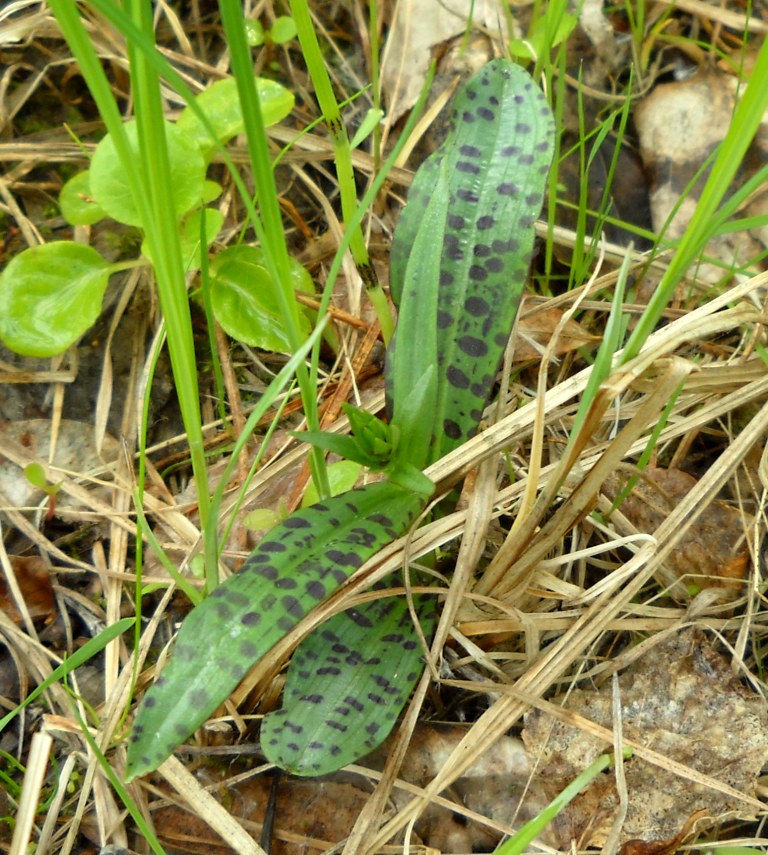 Image of Dactylorhiza fuchsii specimen.