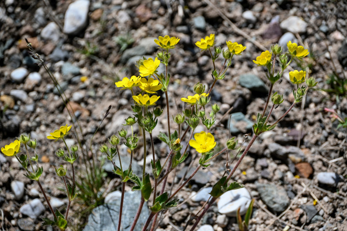 Image of Potentilla nivea specimen.