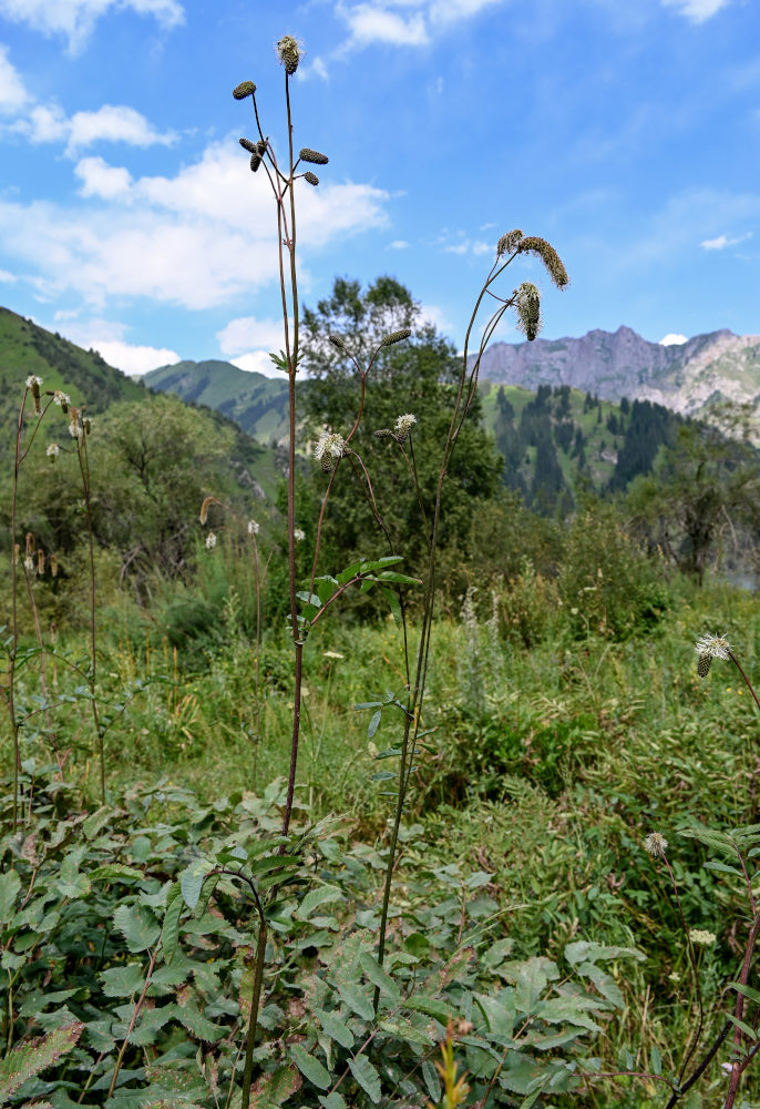 Image of Sanguisorba alpina specimen.