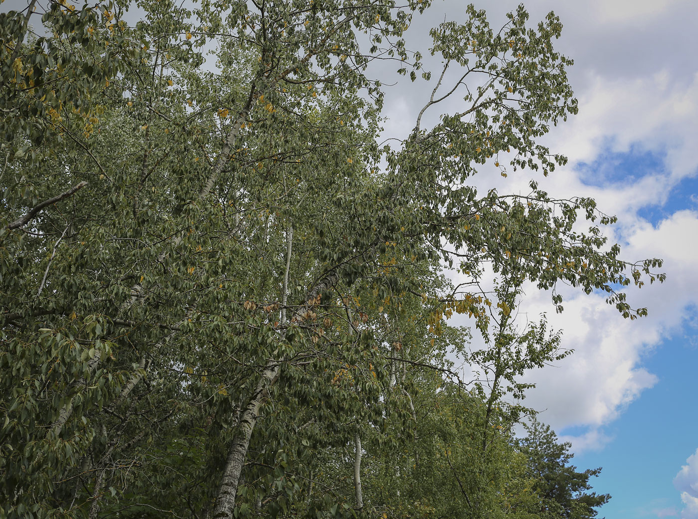 Image of Populus longifolia specimen.