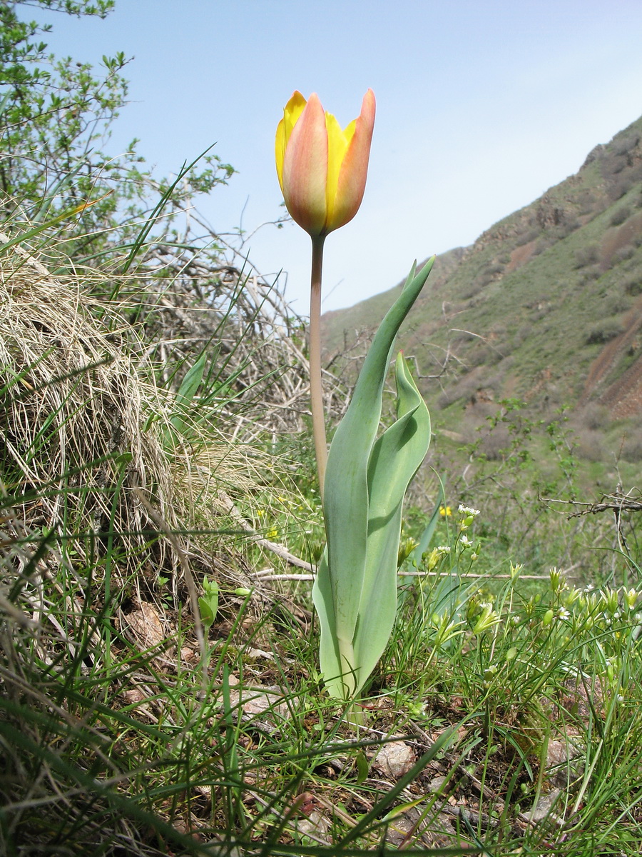 Изображение особи Tulipa zenaidae.