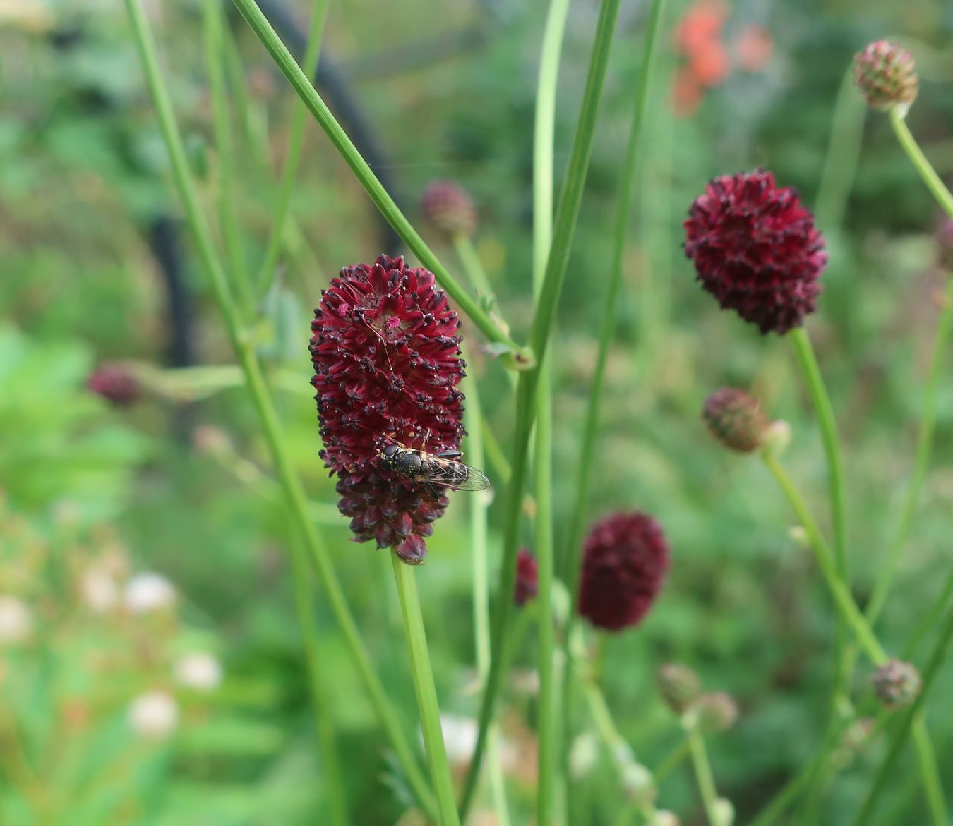 Image of Sanguisorba officinalis specimen.