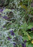 Artemisia absinthium. Верхушка цветущего растения. Республика Ингушетия, Джейрахский р-н, аул Лялах. 22 июля 2022 г.
