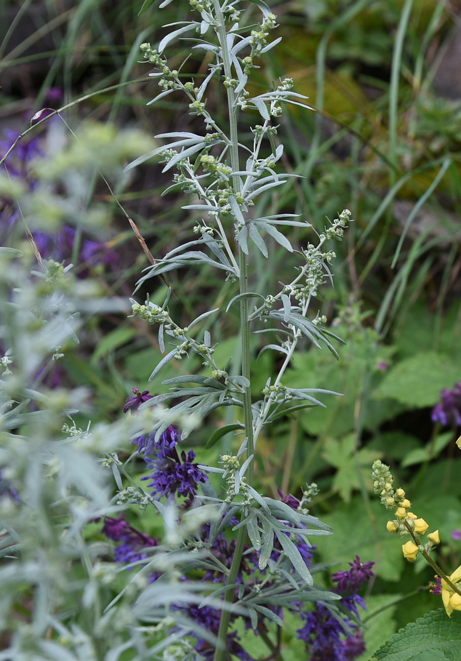 Изображение особи Artemisia absinthium.