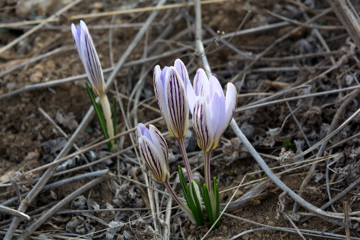 Image of Crocus reticulatus specimen.