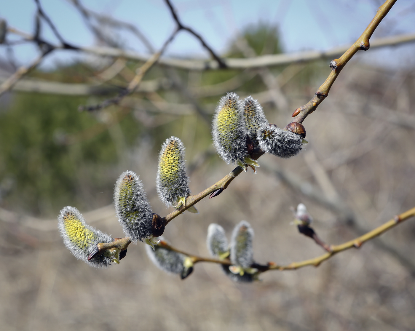 Image of genus Salix specimen.