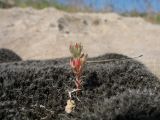 Macrosepalum tetramerum