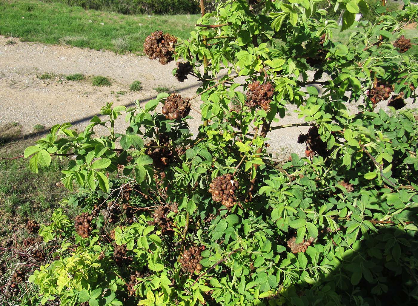 Изображение особи Rosa corymbifera.