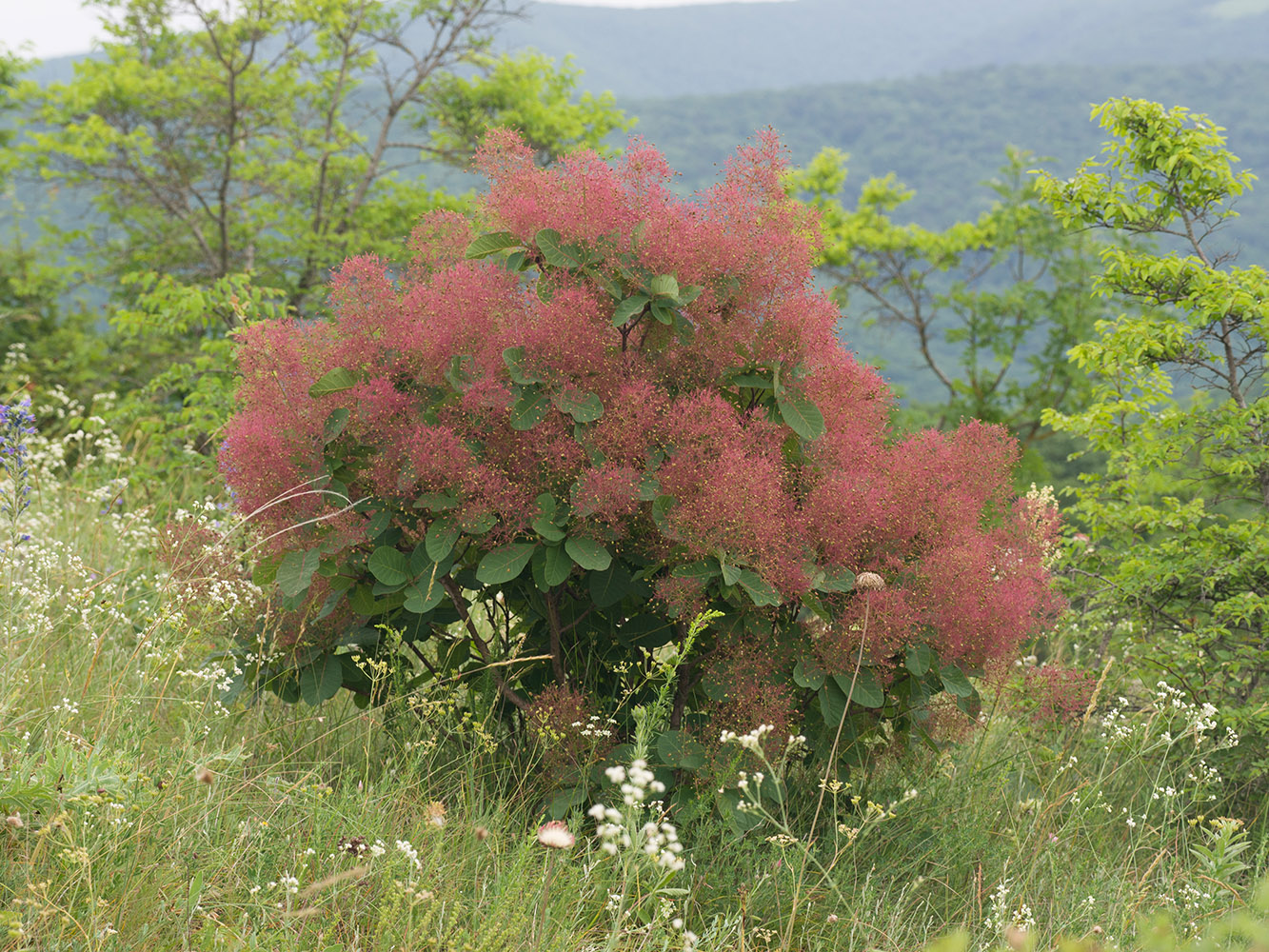 Image of Cotinus coggygria specimen.