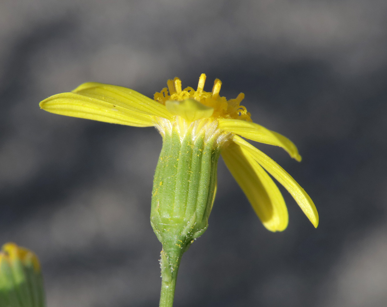 Изображение особи Senecio subdentatus.