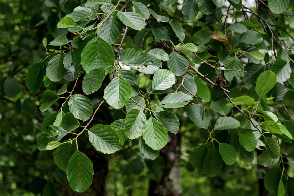 Image of Alnus barbata specimen.