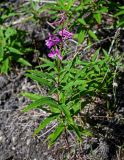 Chamaenerion angustifolium. Цветущее растение. Красноярский край, Таймырский Долгано-Ненецкий р-н, пос. Хантайское Озеро, окраина зарослей Salix и Betula на берегу озера. 27.07.2023.