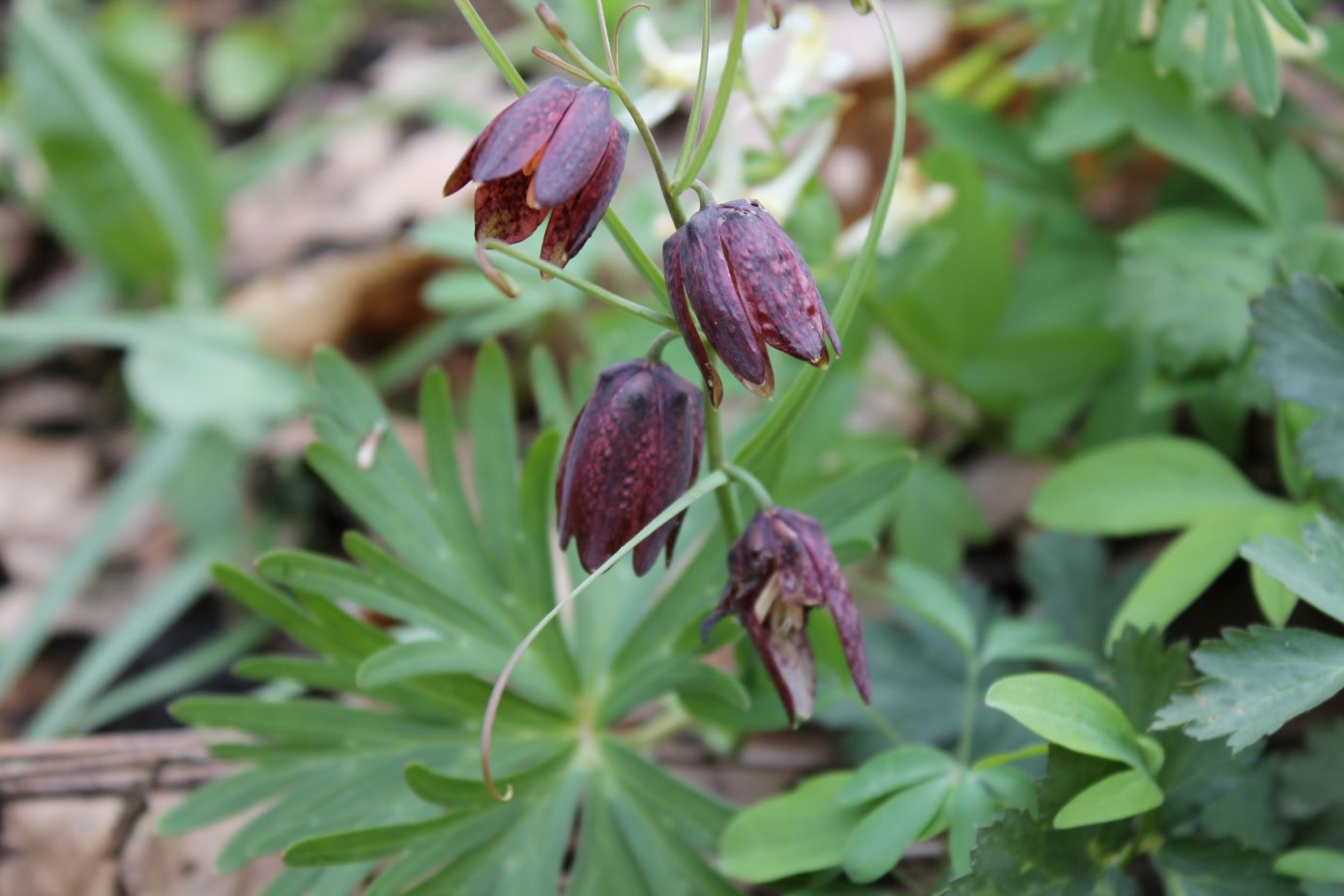 Изображение особи Fritillaria ruthenica.