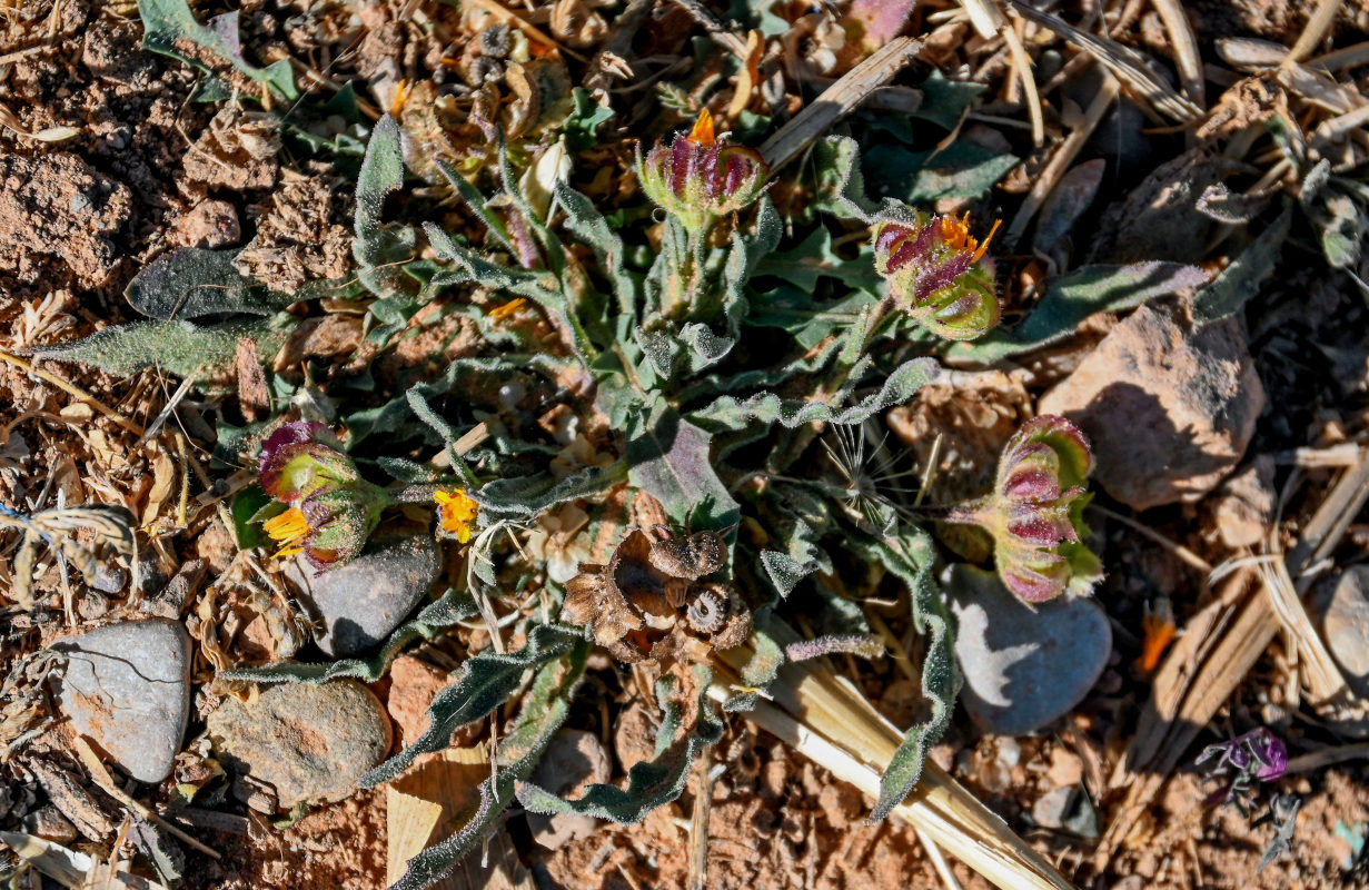 Image of Calendula tripterocarpa specimen.