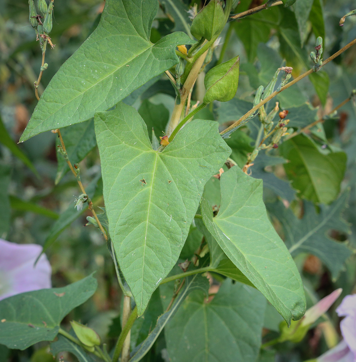 Image of Calystegia spectabilis specimen.